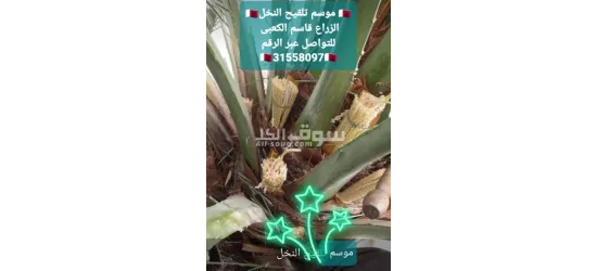 خدمات زراعة النخيل وتنسيق الحدائق في قطر".