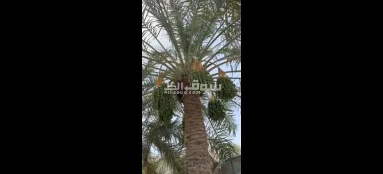 خدمات زراعة النخيل وتنسيق الحدائق في قطر". - 2