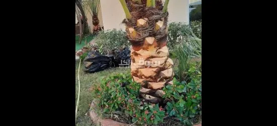 خدمات زراعة النخيل وتنسيق الحدائق في قطر". - 4