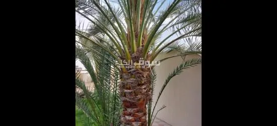 خدمات زراعة النخيل وتنسيق الحدائق في قطر". - 5