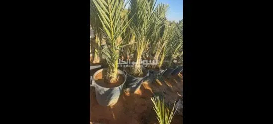 نخل عربي - 3
