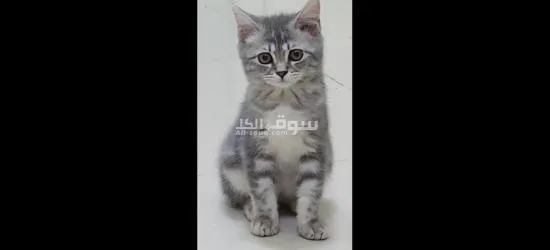 قطط سكوتش فولد