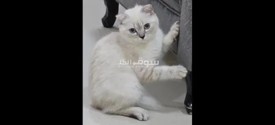 قطط سكوتش فولد - 2