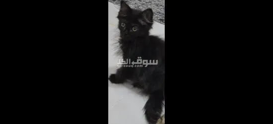 قطط سكوتش فولد - 3