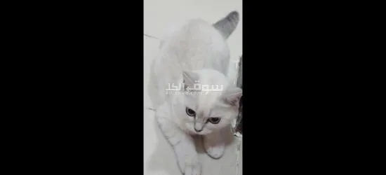 قطط سكوتش فولد - 4