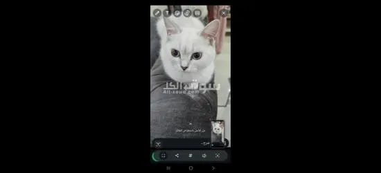 قطط سكوتش فولد - 5