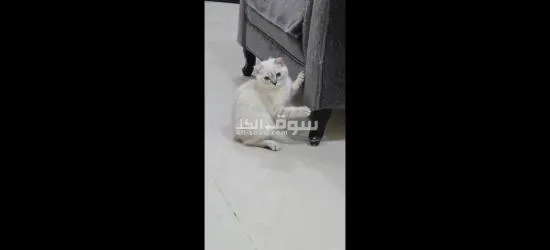 قطط سكوتش فولد - 7