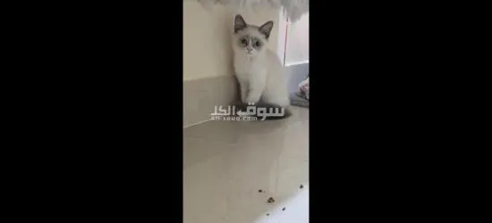 قطط سكوتش فولد - 8