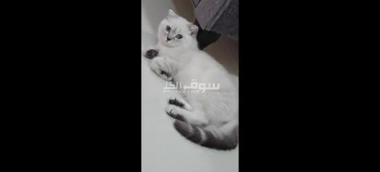 قطط سكوتش فولد - 9