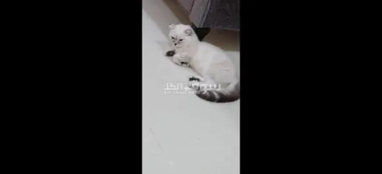 قطط سكوتش فولد - 10