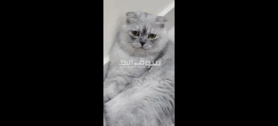 قطط سكوتش فولد - 11