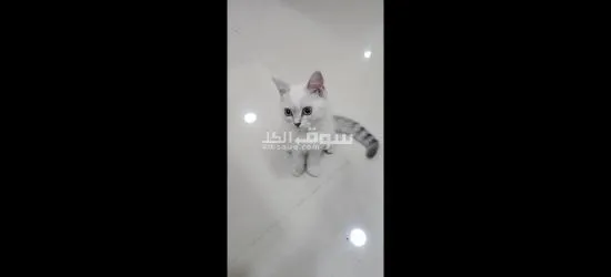 قطط سكوتش فولد - 13
