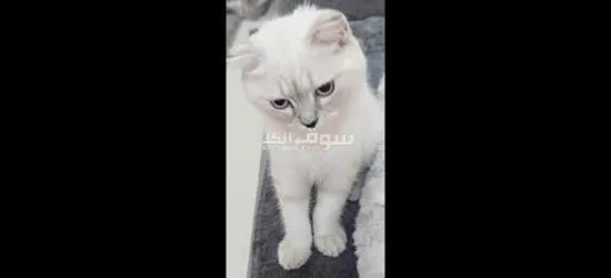 قطط سكوتش فولد - 14