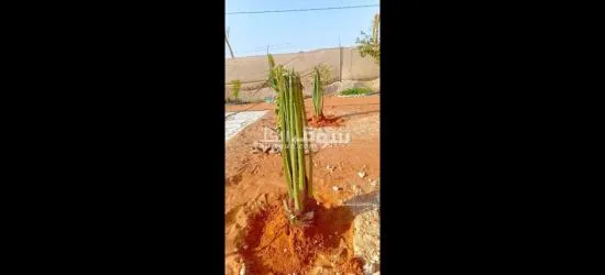 تنسيق حدائق توريد اشجار زينه النخيل - 2
