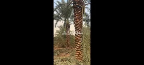 تنسيق حدائق توريد اشجار زينه النخيل - 12