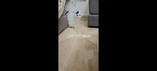 scottish cat n bedding