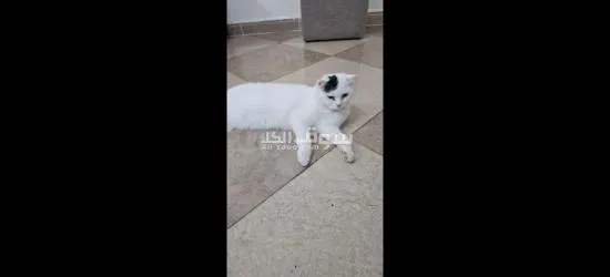scottish cat n bedding - 3