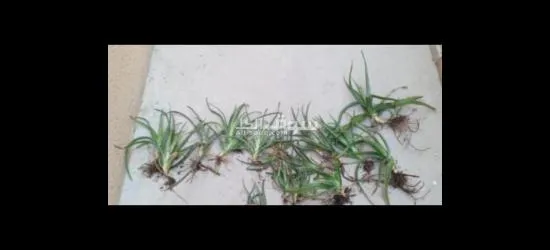 ٢٠ شتلة ألوفيرا بأرخص ثمن