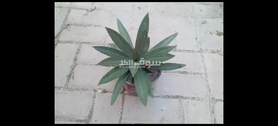 نبتة الحبار