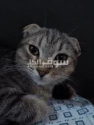 سكوتش فولد للبيع