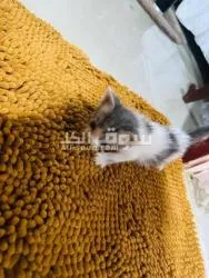 سكوتش فولد للبيع - 2