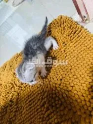 سكوتش فولد للبيع - 3