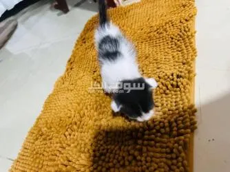 سكوتش فولد للبيع - 4