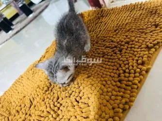 سكوتش فولد للبيع - 5