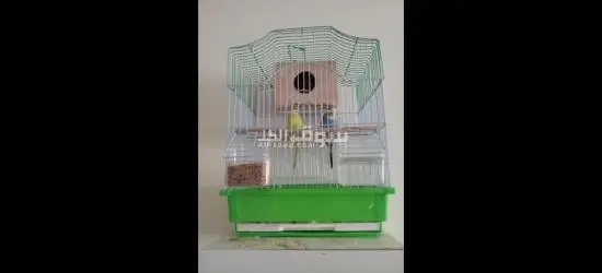 2 عصفور بادجي