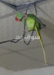 ذكر نيبالي وحش