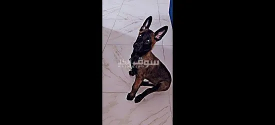 كلب مالينوا للبيع كلب نشيط وذكي