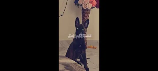كلب مالينوا للبيع كلب نشيط وذكي - 2
