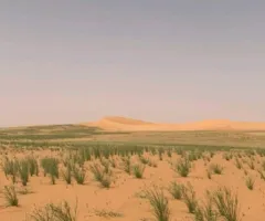 مطلوب راعي هندي او نيبالي - 1