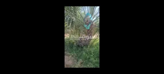 نخيل مثمر وفسائل نخيل - 2