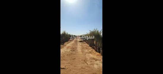 نخيل مثمر وفسائل نخيل - 3