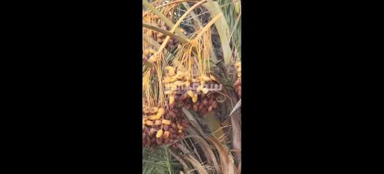 نخيل مثمر وفسائل نخيل - 4
