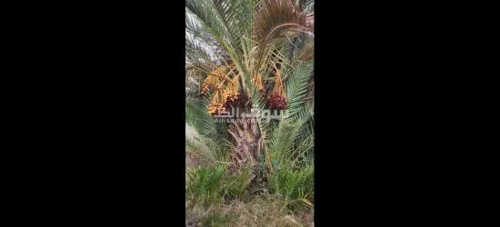 نخيل مثمر وفسائل نخيل - 5