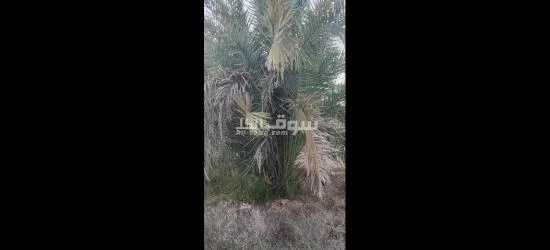 نخيل مثمر وفسائل نخيل - 6
